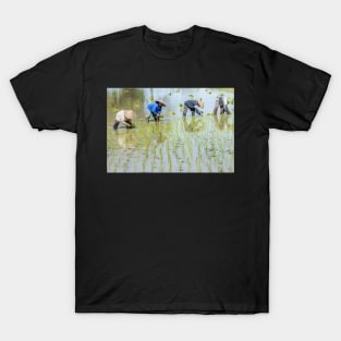 Paddy Field 1(2) T-Shirt